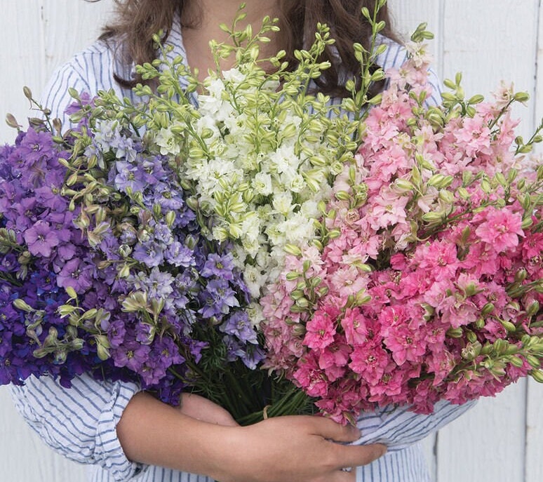 Larkspur QIS Mix seeds