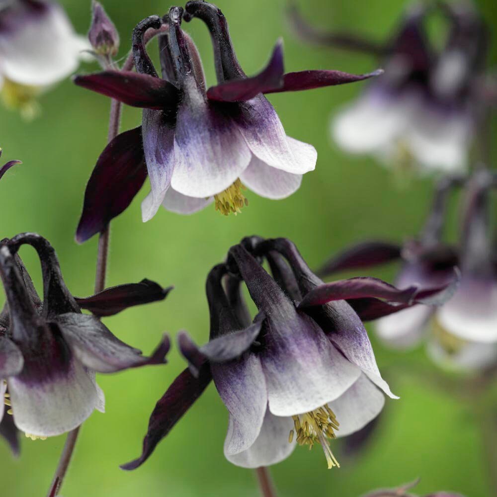 Columbine William Guinness seeds