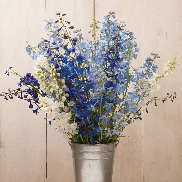 Delphinium Belladonna Mix seeds
