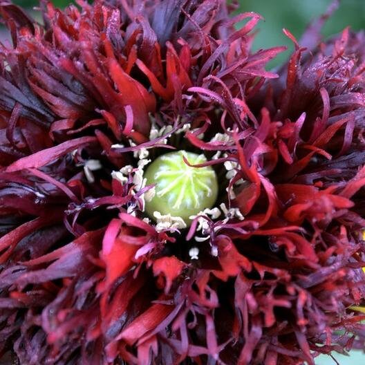 Black Swan Poppy seeds