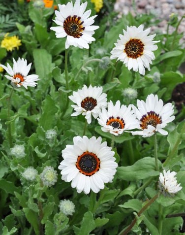 25 Zulu Prince Cape Daisy seeds