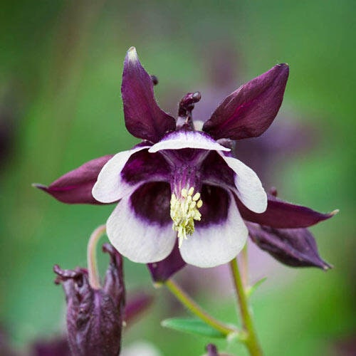 Columbine William Guinness seeds