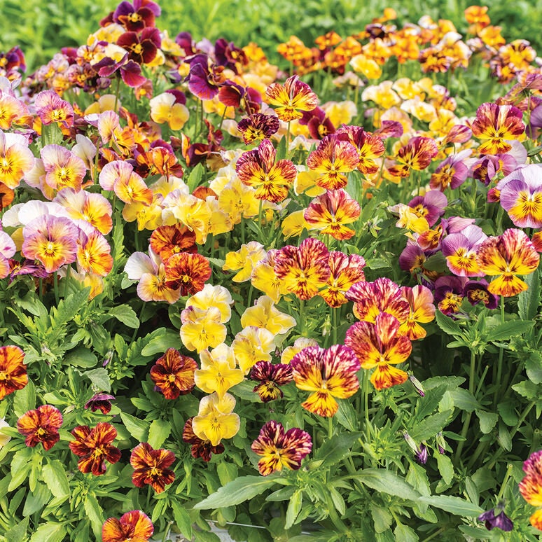 Viola Brush Strokes seeds