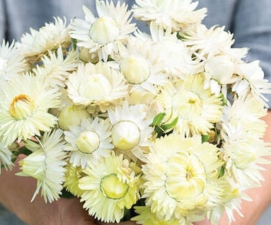 Strawflower, Vintage White