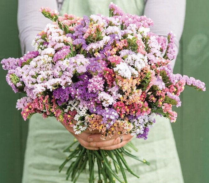 planting statice seeds 40 Statice Pastel Mix seeds – GardeningTreasures