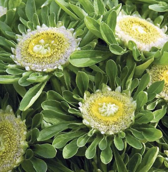 Aster Hulk seeds