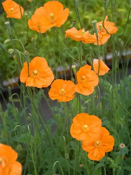 Tangerine Gem Poppy seeds