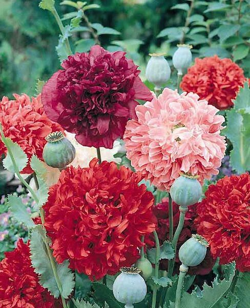 planting peony poppy seeds 100+ Peony Double Blend Poppy seeds