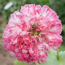 100+ Peony Double Blend Poppy seeds