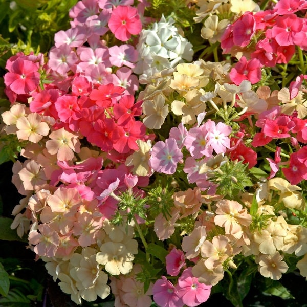 Phlox Coral Reef seeds