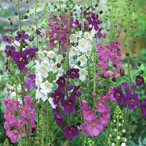 Verbascum Shades Of Summer Mix seeds