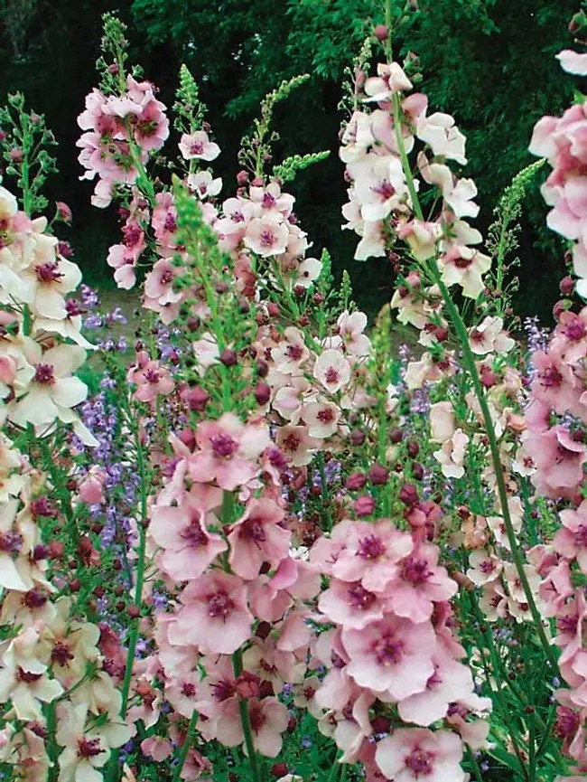 Verbascum Shades Of Summer Mix seeds