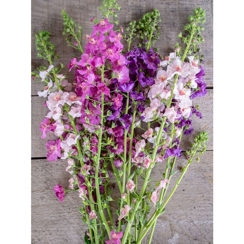 Verbascum Shades Of Summer Mix seeds