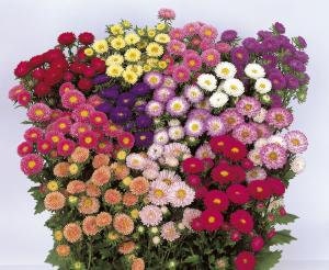 Aster Matsumoto Mix seeds