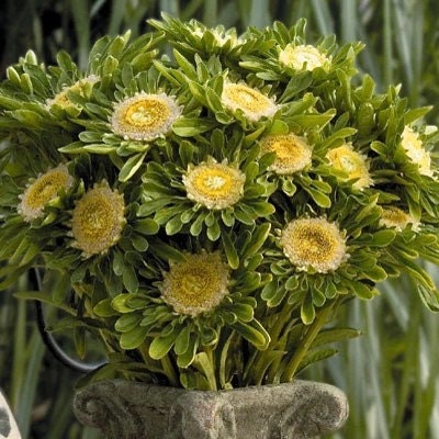 Aster Hulk seeds