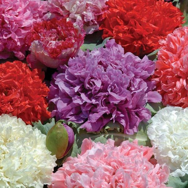 Peony Double Blend Poppy seeds