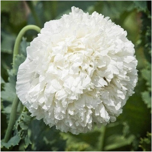 100+ Peony Double Blend Poppy seeds