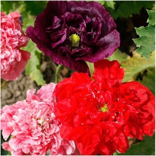 Peony Double Blend Poppy seeds