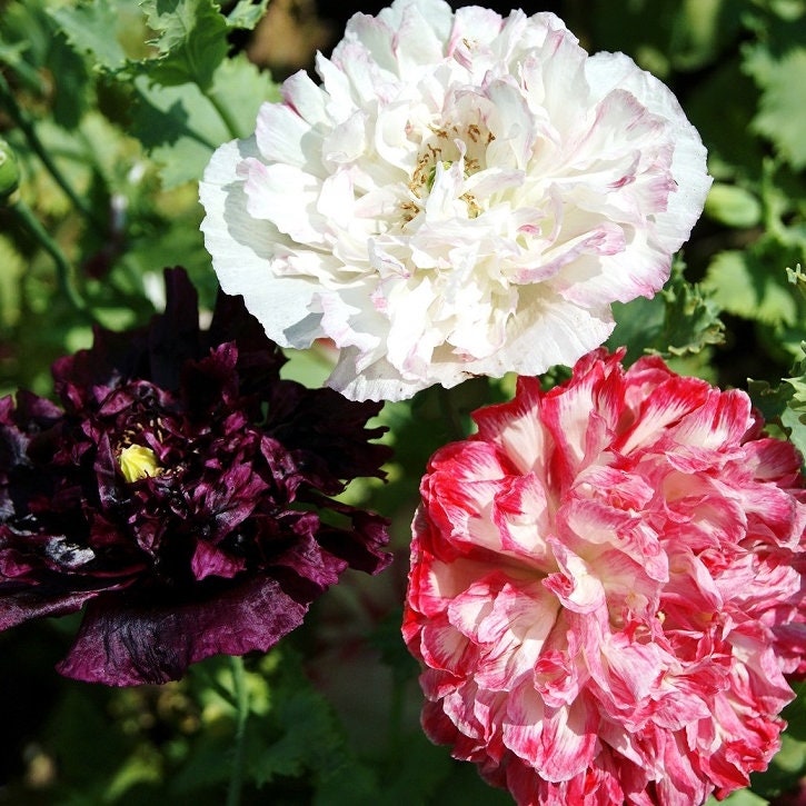 Peony Double Blend Poppy seeds