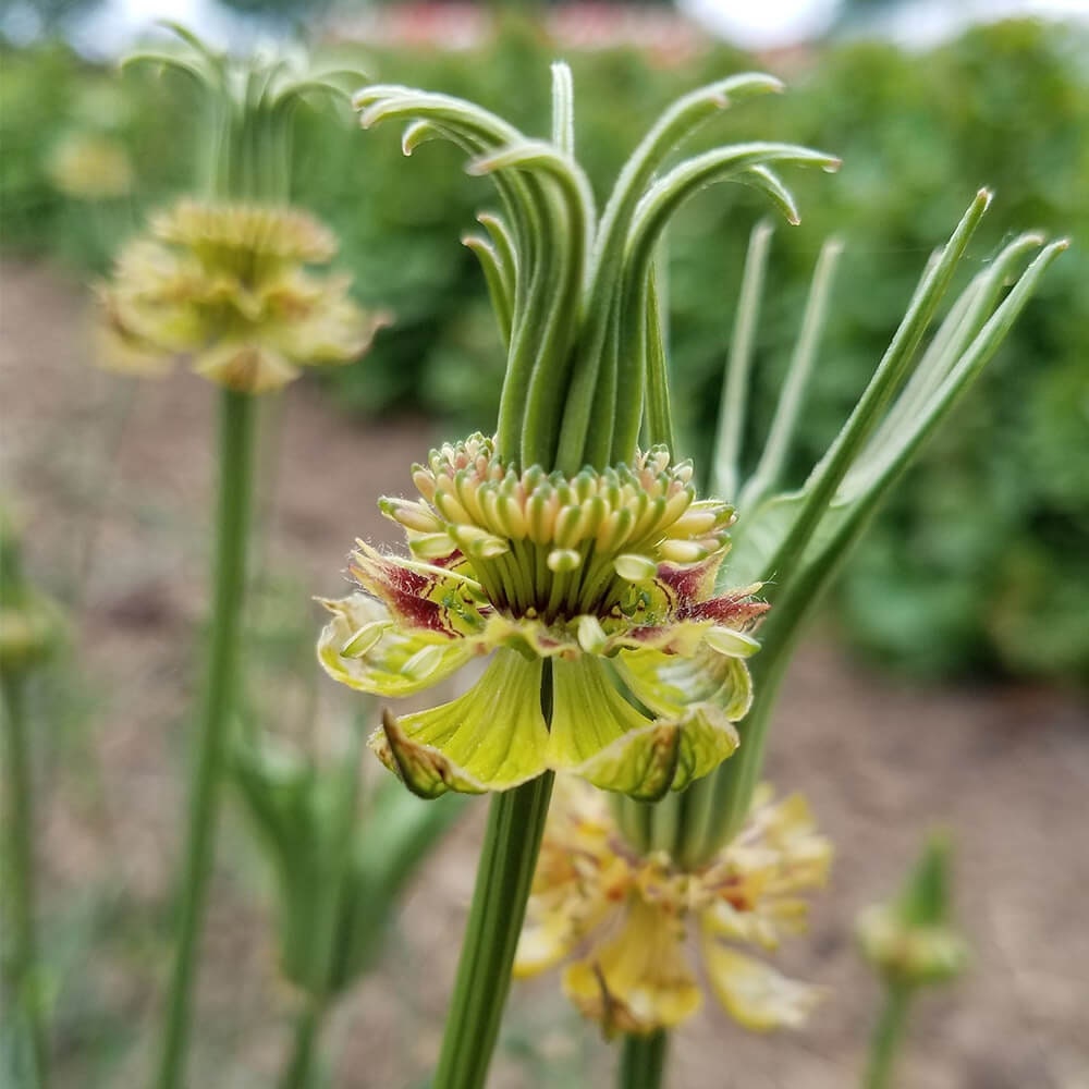Nigella Transformer seeds