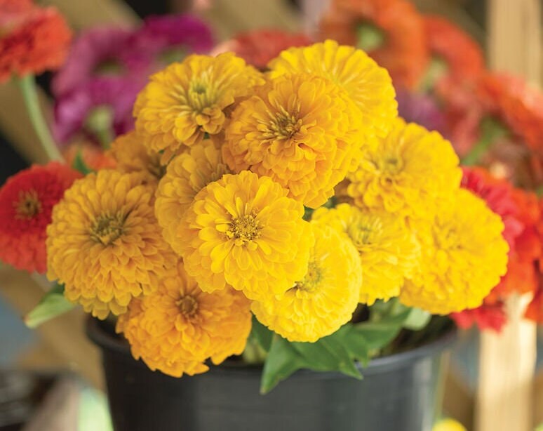 Zinnia Giant Golden Yellow seeds