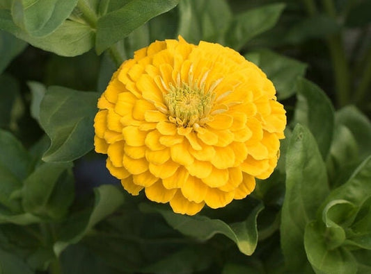 Zinnia Giant Golden Yellow seeds