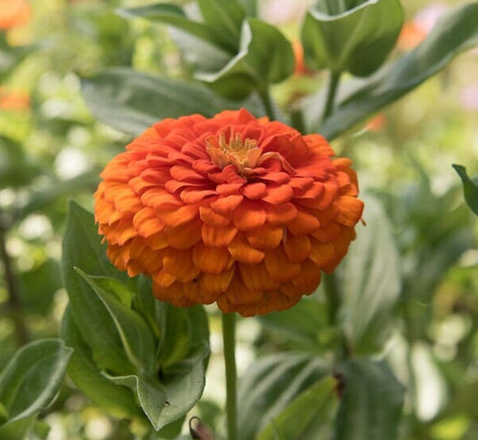 Zinnia Giant Orange seeds