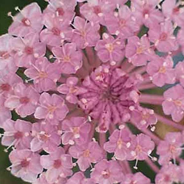 Didiscus Lacy Pink seeds