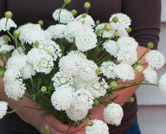 white lace flower seeds 50+ Didiscus Lacy White seeds – GardeningTreasures
