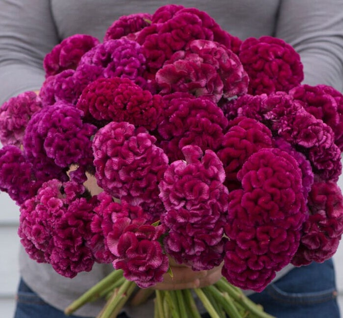 Celosia Cramers' Rose seeds