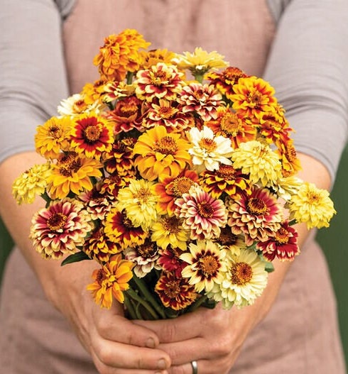 Zinnia Persian Carpet Mix seeds