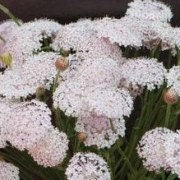 Lacy Pink Lace Flower Plants | Plantgem