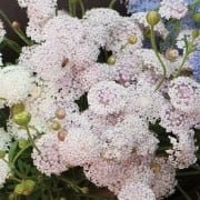 50+ Didiscus Lacy Mix seeds