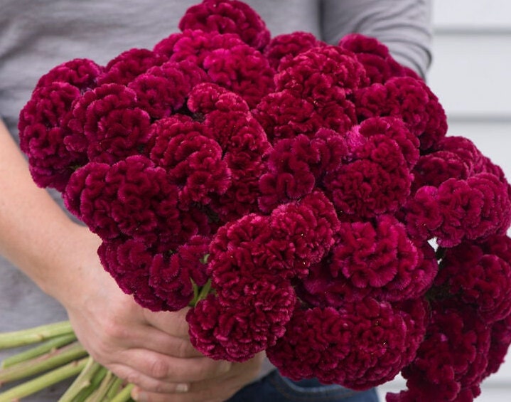 Celosia Cramers' Burgundy seeds