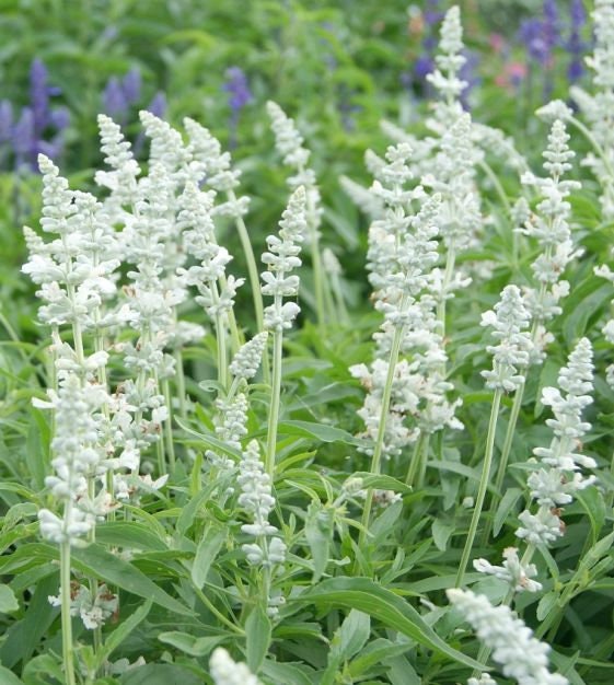 Victoria White Salvia seeds