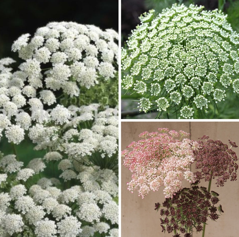 Queen Anne's Lace Variety: Dara Daucus, White Dill, Green Mist (50+ seeds for each variety x3)