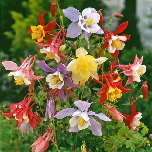 Columbine McKana's Giants Mix seeds