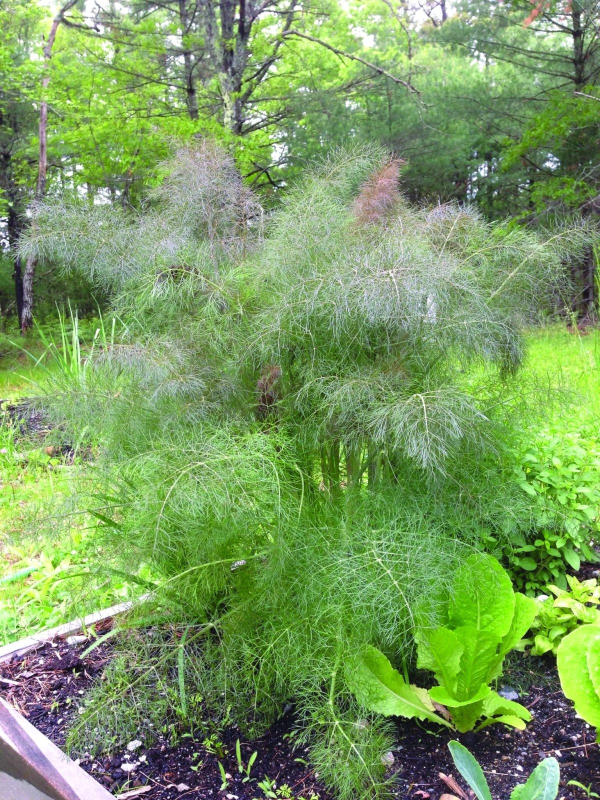 75 Bronze Leaf Fennel seeds