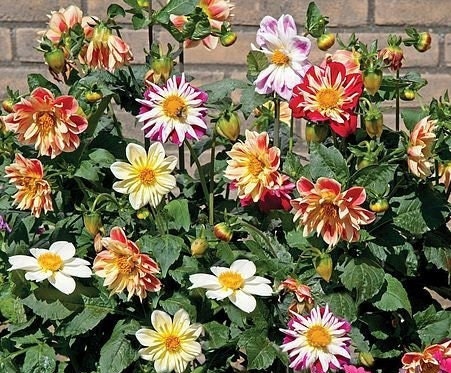 Dahlia Dandy Improved Mix seeds