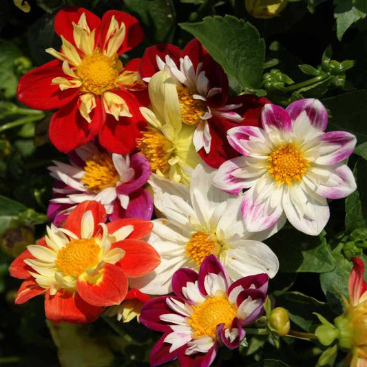 Dahlia Dandy Improved Mix seeds