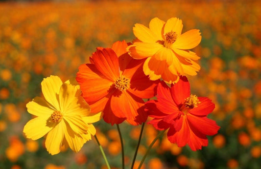 Cosmos Bright Lights Mix seeds