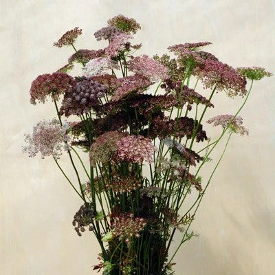 Dara Daucus Queen Anne's Lace seeds