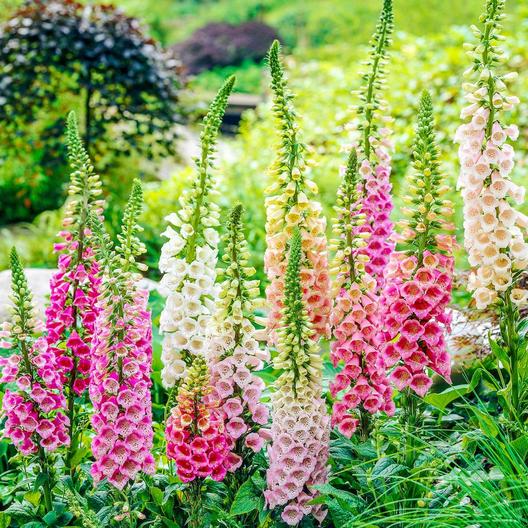 Excelsior Mix Digitalis seeds