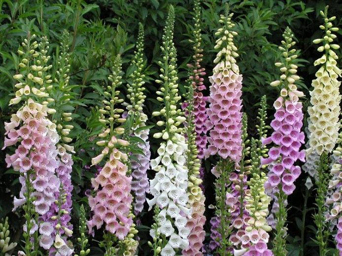 Excelsior Mix Digitalis seeds