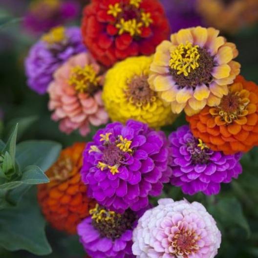 Zinnia Button Box Mix seeds