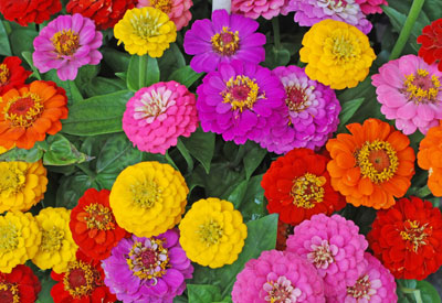 Zinnia Button Box Mix seeds