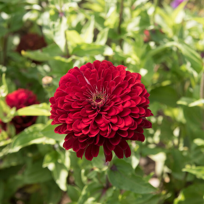 Zinnia Variety: Giant Orange, Giant Golden Yellow, Giant Deep Red, Giant White (40 seeds for each variety x4)