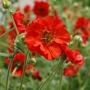 Geum Mrs Bradshaw seeds