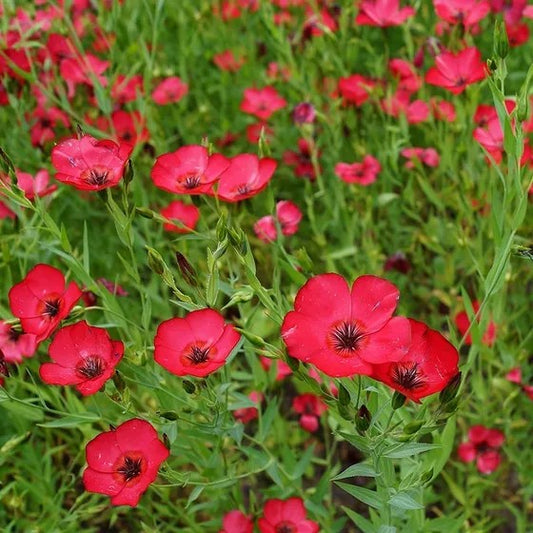 Scarlet Flax seeds