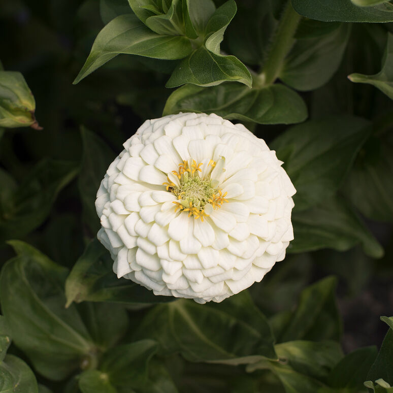 Zinnia Variety: Giant Orange, Giant Golden Yellow, Giant Deep Red, Giant White (40 seeds for each variety x4)